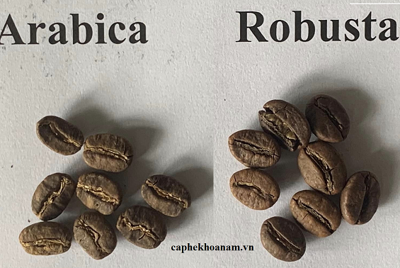 SỰ KHÁC NHAU GIỮA CÀ PHÊ ROBUSTA VÀ CÀ PHÊ ARABICA