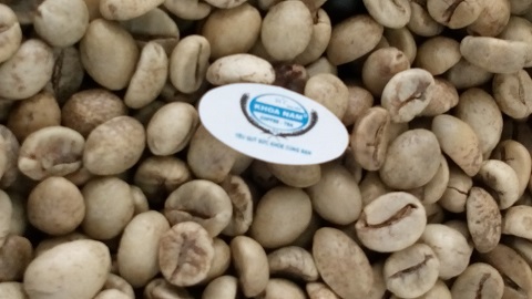 GIÁ CÀ PHÊ SỐNG LOẠI ROBUSTA NGÀY 14/04/2025