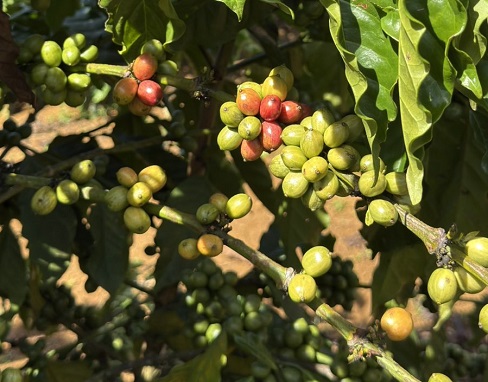 GIÁ CÀ PHÊ NHÂN LOẠI ROBUSTA NGÀY 20/10/2025